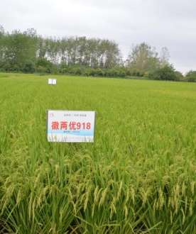 徽兩優(yōu)918